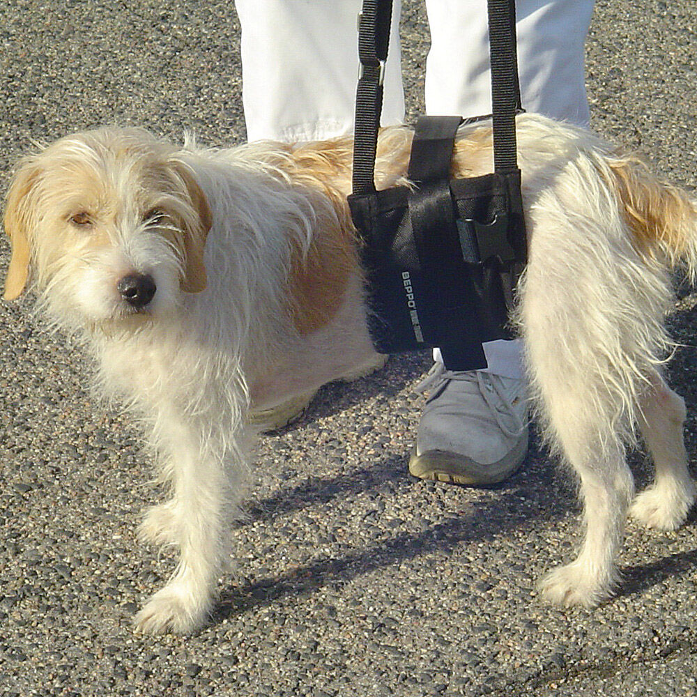 Milbemax hund Haustierbedarf einebinsenweisheit