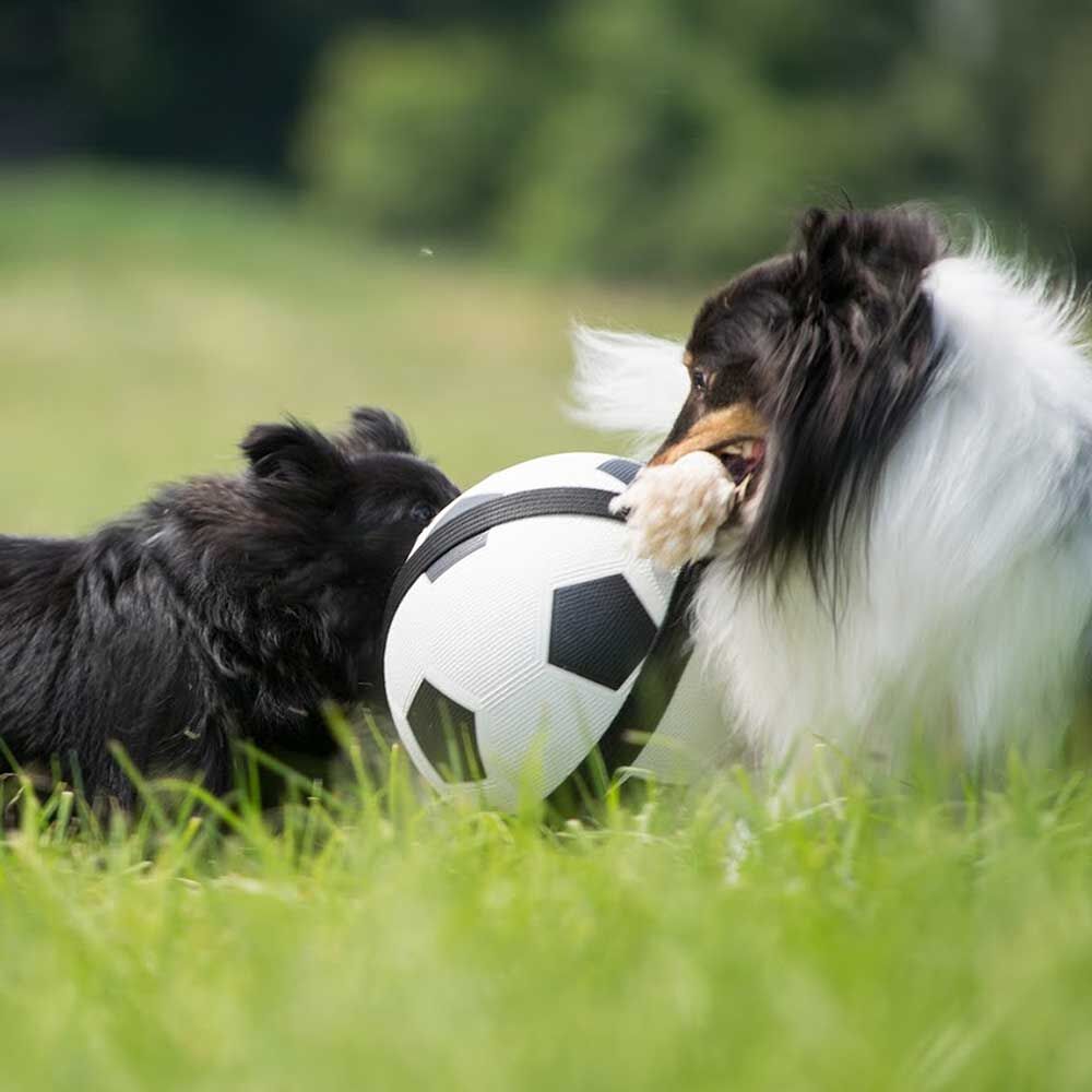 Hunde-Fuball mit Greifseilen - Das Original - Bild 2