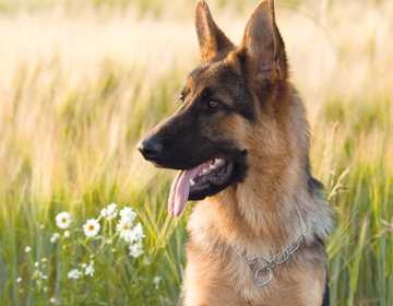 Hundehalsketten