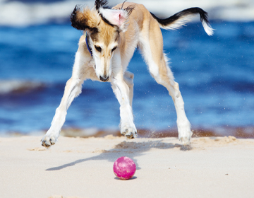 Hundeblle