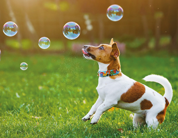 Intelligenzspielzeug Hund