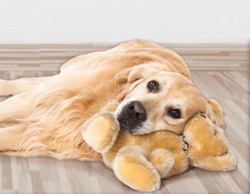 Kuscheltier Hund