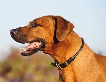 Haustier kariert Schachbrett Hund schwarz Hundehalsband edel Hunde silber 30mm Muster modern Halsband weiß Hundeleine 