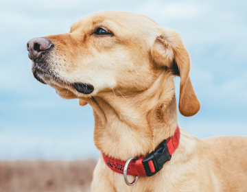 Hundehalsband mit Namen