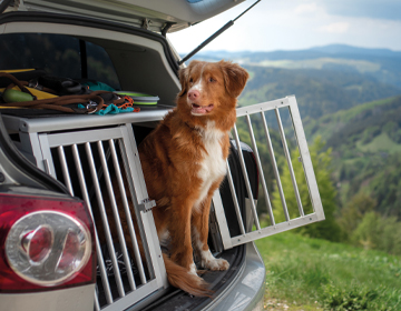 Auto Zubehör für Hunde unterwegs