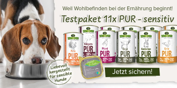Fr sensible Vierbeiner