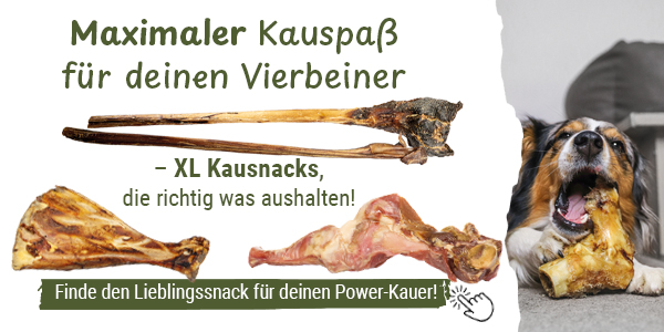 Maximaler Kauspa