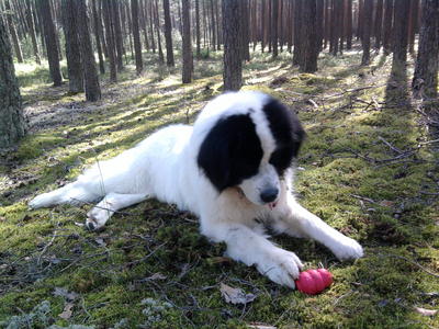 Dieses Bild stammt von Patricia M. und wurde am 17.06.2013 hochgeladen