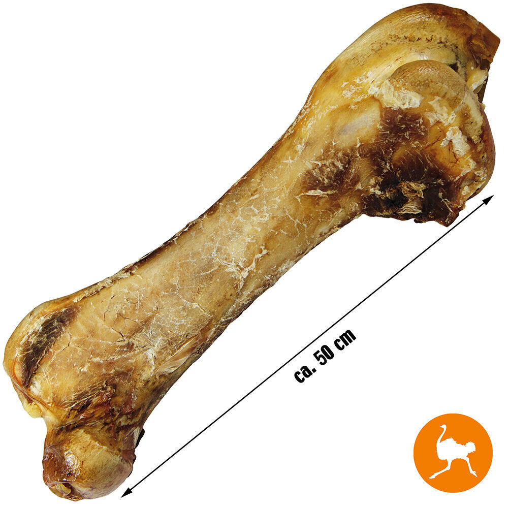 Riesen-Straußenknochen [1 Stück XXL (ca. 50cm)]
