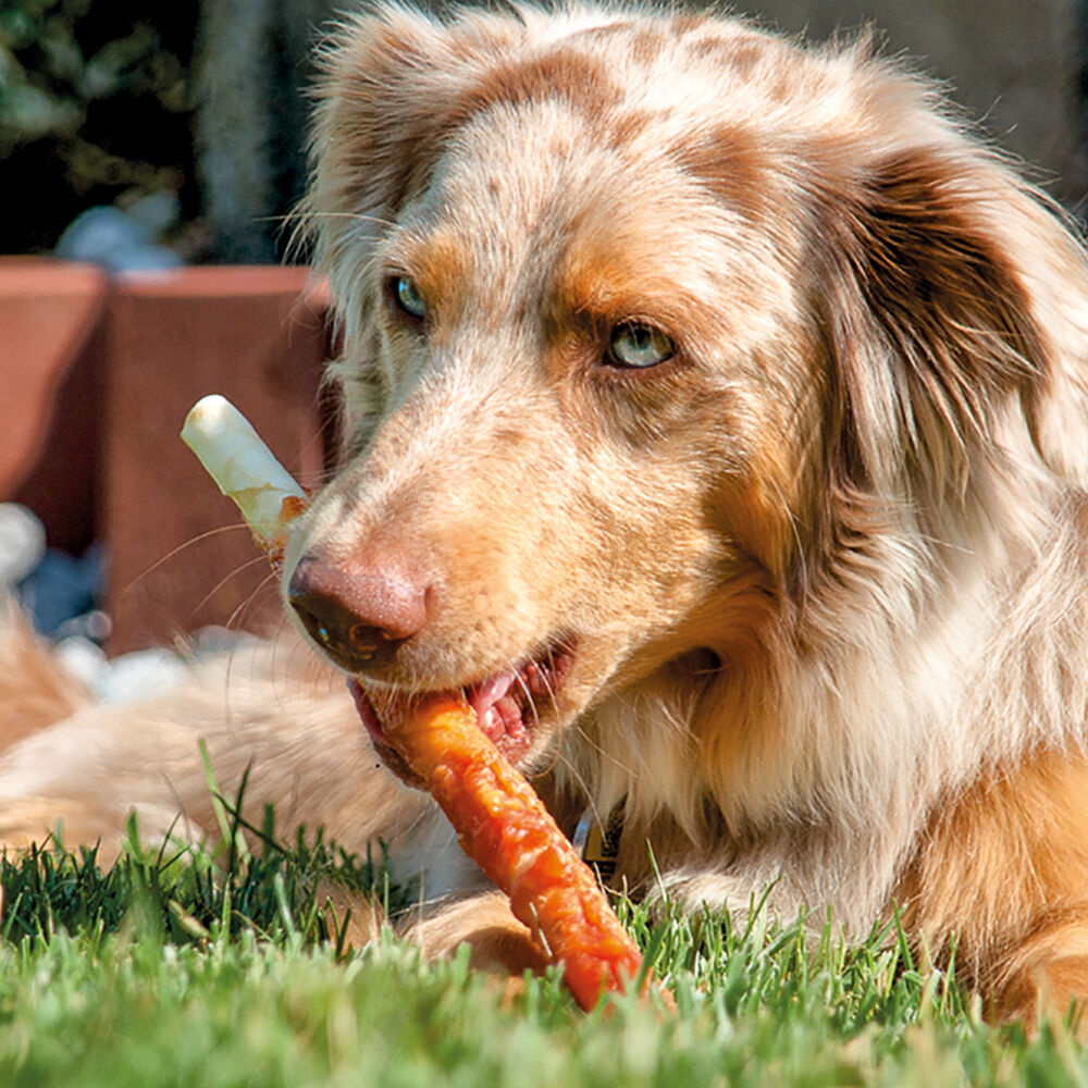Hundesnack Kaustangen XL kaufen bei Schecker.de