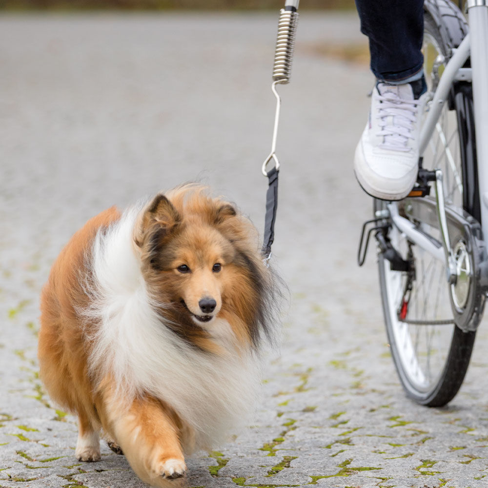 fahrradhalterung hund