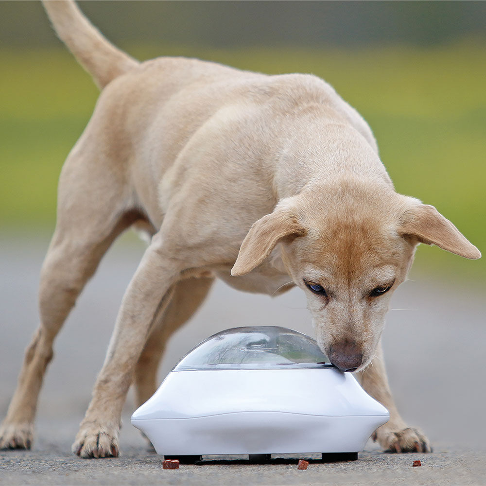 Hundespielzeug Snack Popper Bild 5