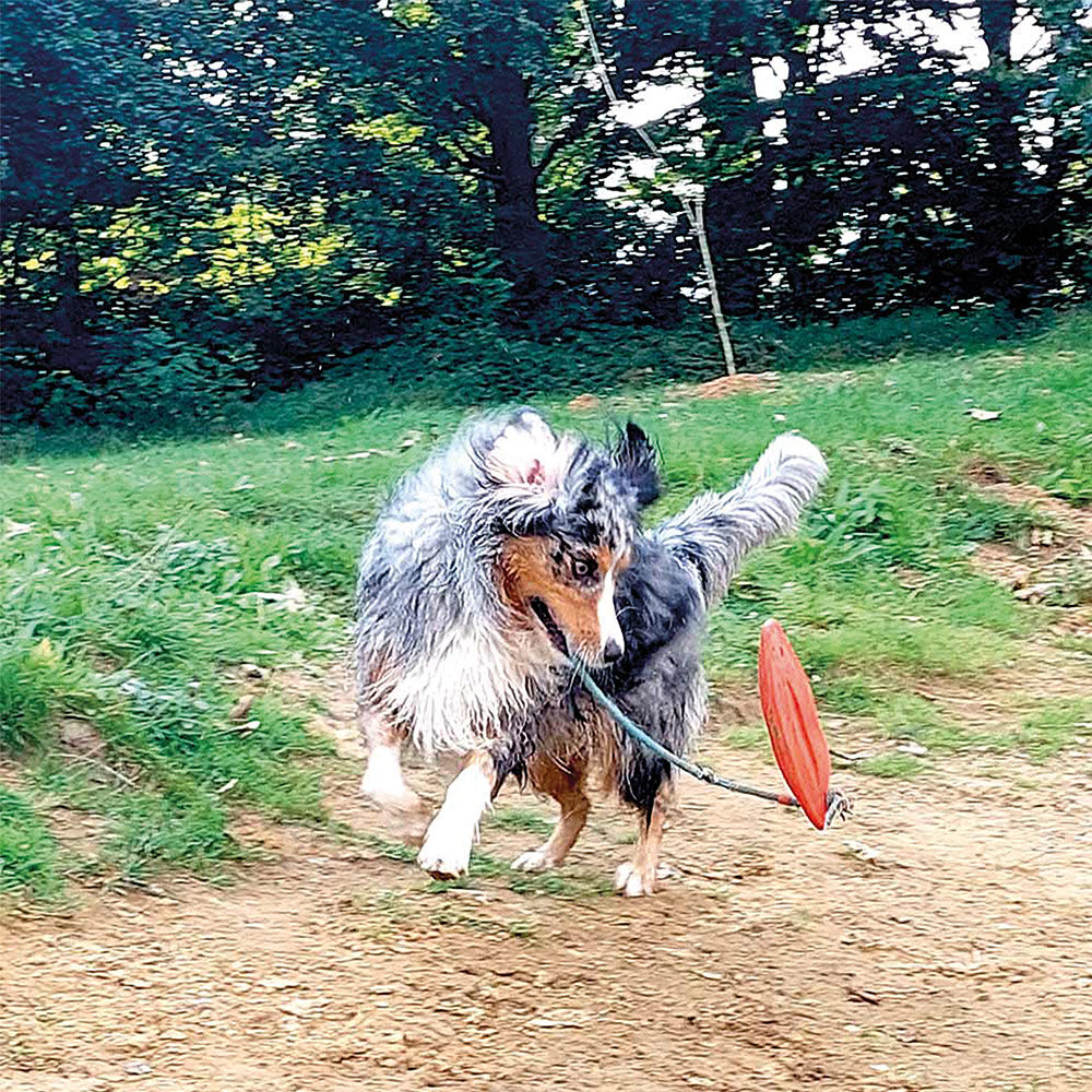 Hunde-Wasserspielzeug - Rettungsboje mit Seil - Bild 2