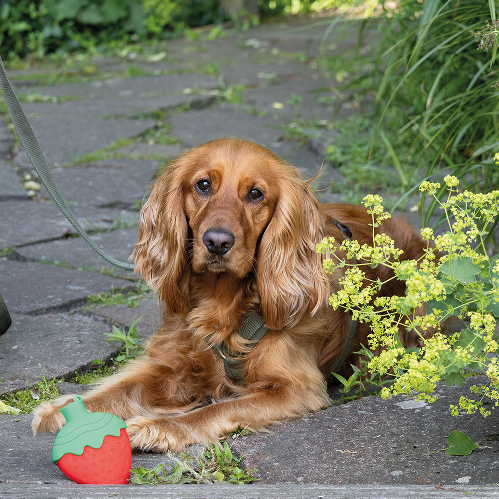 Nobby Hunde-Khlspielzeug Freezed Fruit Bild 3