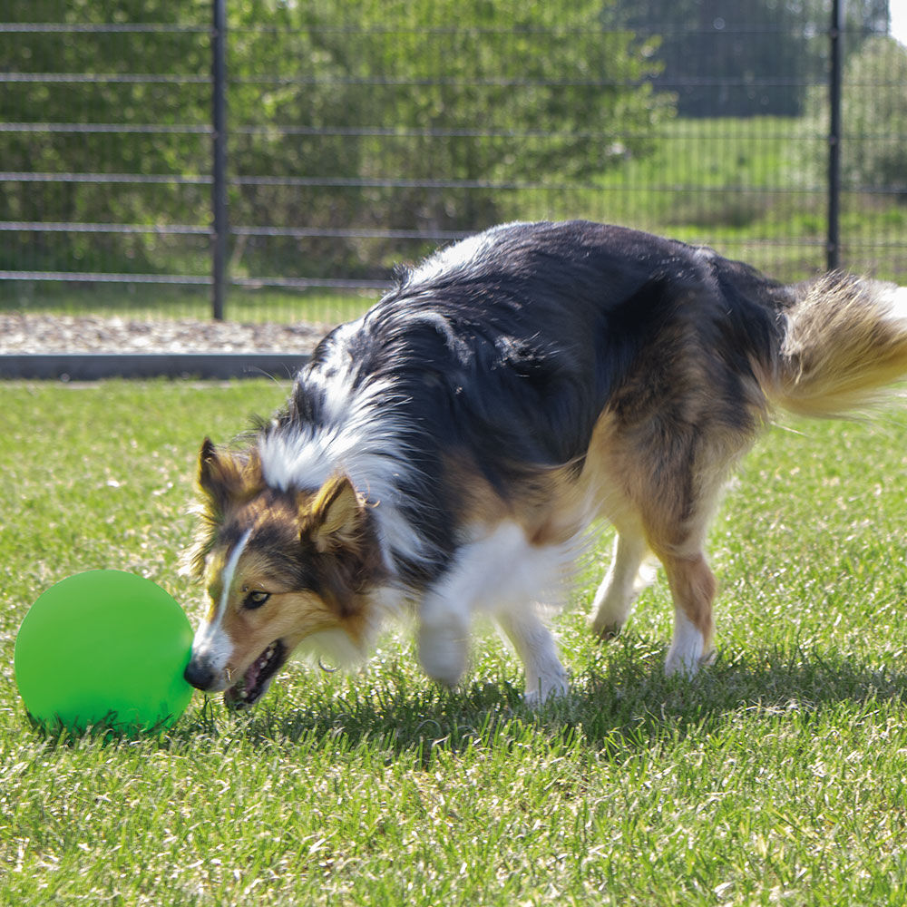 Procyon Treibball Bild 2