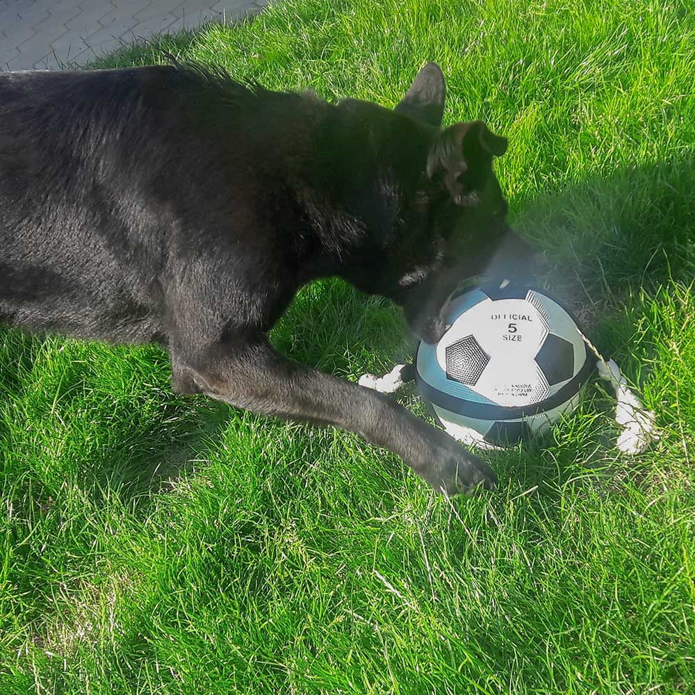 Hunde-Fußball mit Greifseilen - Das Original - Bild 3