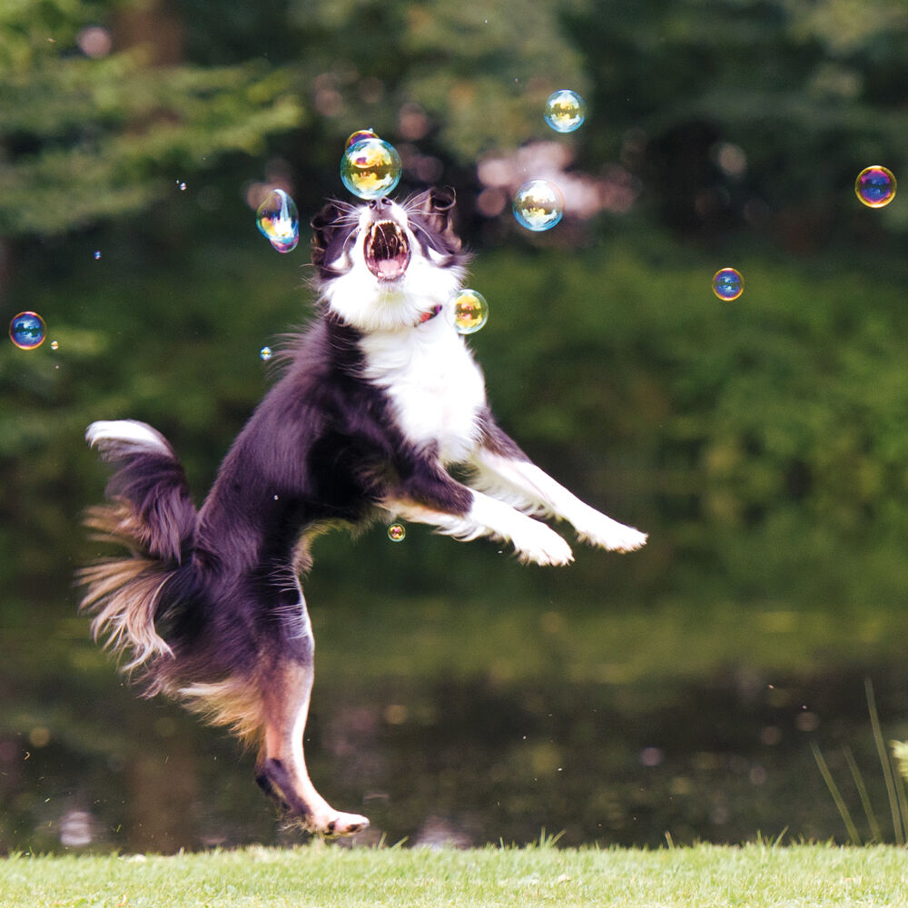 elektrische hunde