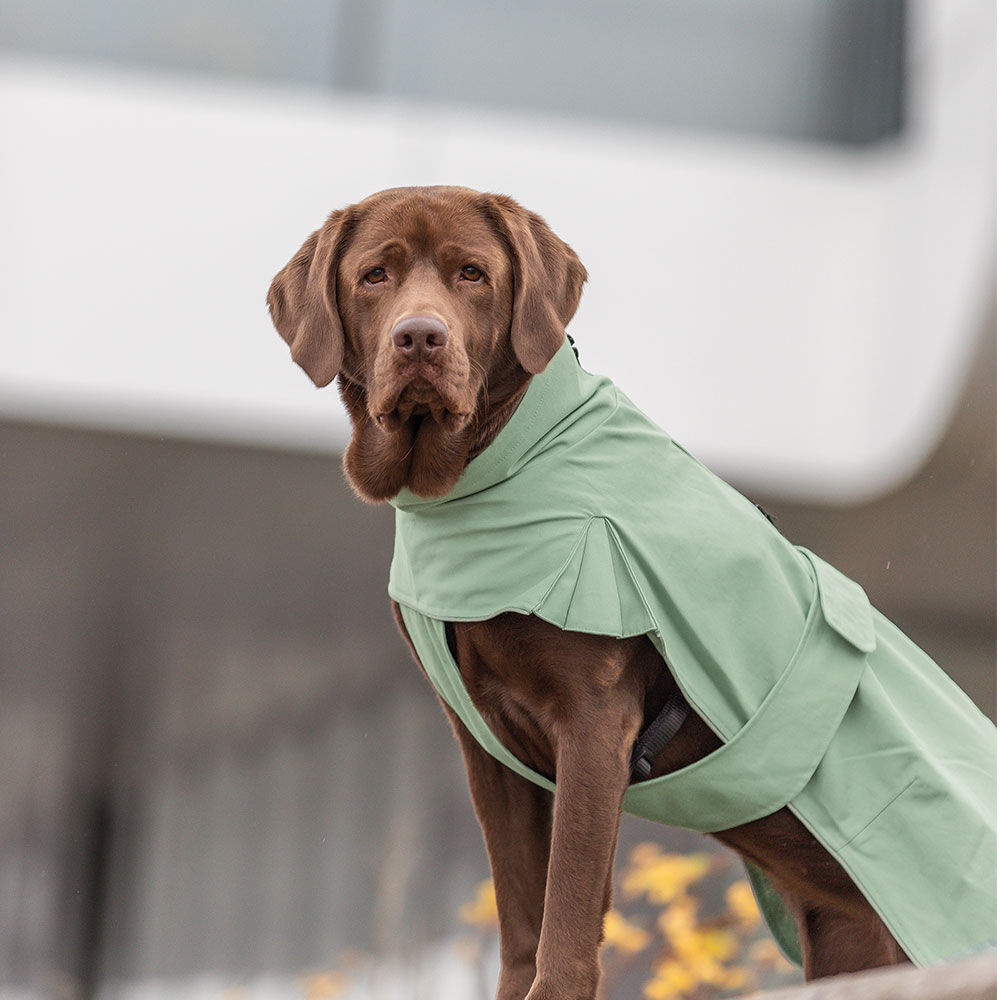 Trixie Hunde-Regenmantel CityStyle Dublin Bild 5