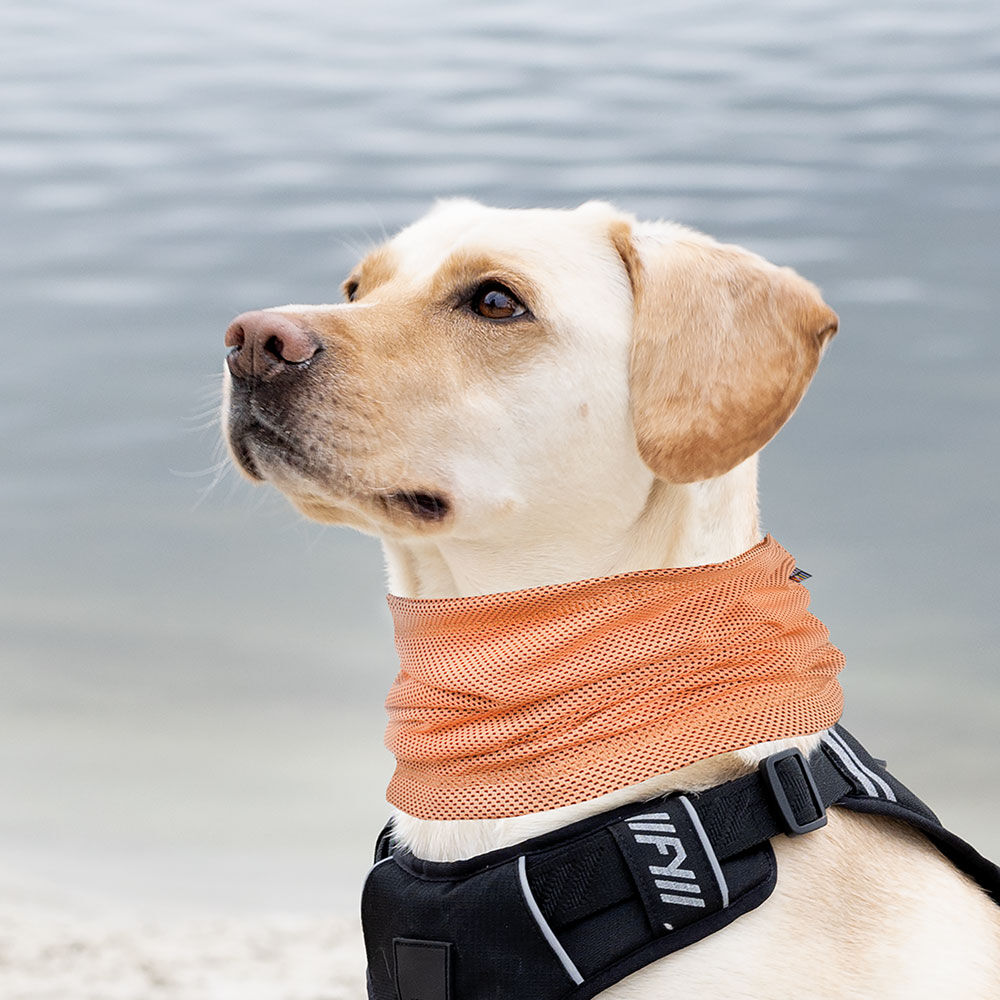 Rukka Pets Cooling Hunde-Halstuch Bild 3