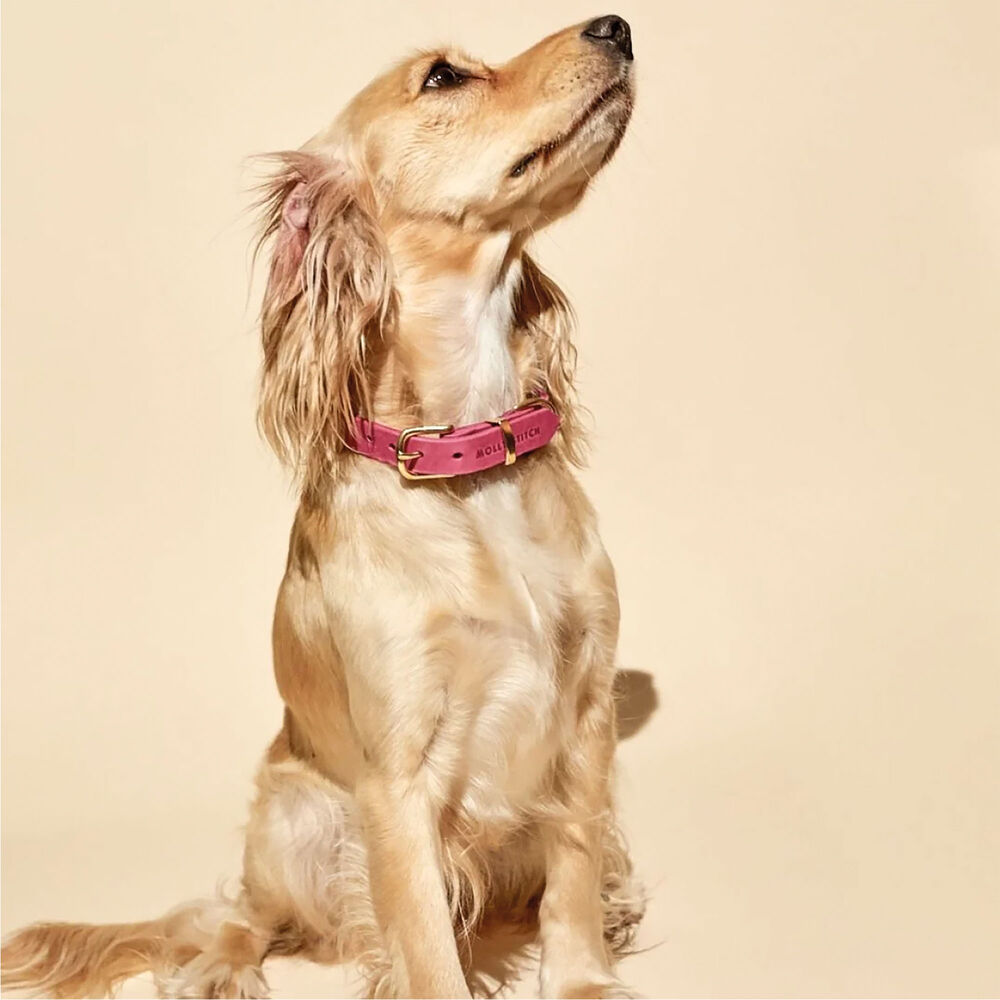 Molly & Stitch Butter Leder Hundehalsband Bild 5
