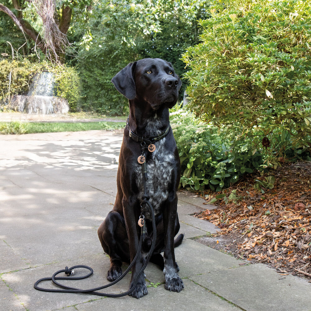 Hamburg Dogs Hundehalsband EDITION Black Bild 2