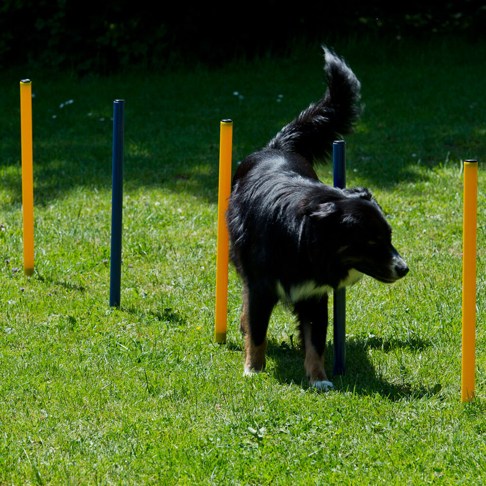 Dog Agility Starter-Set Bild 4