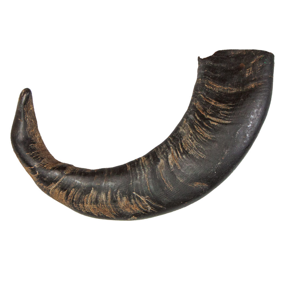 Bffel-Kauhorn