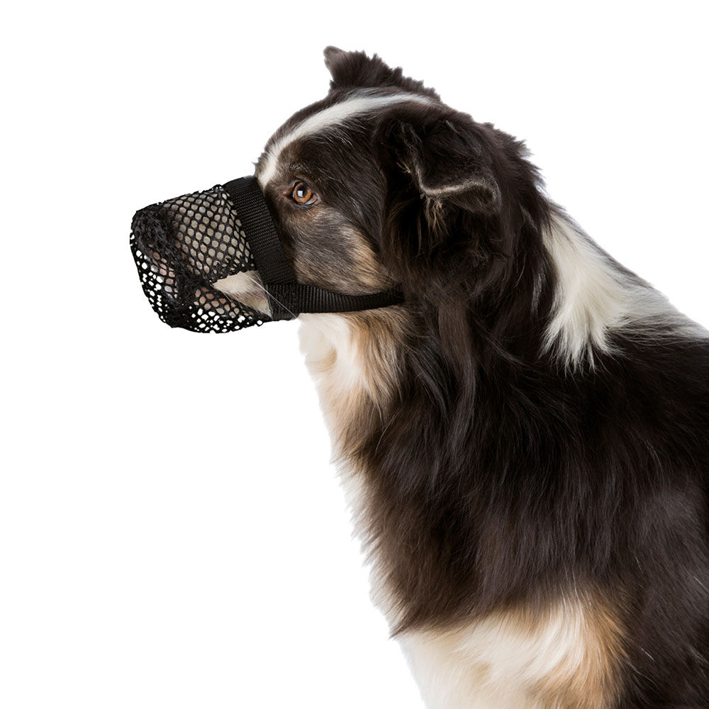 Giftköder für Hunde. Schecker.de