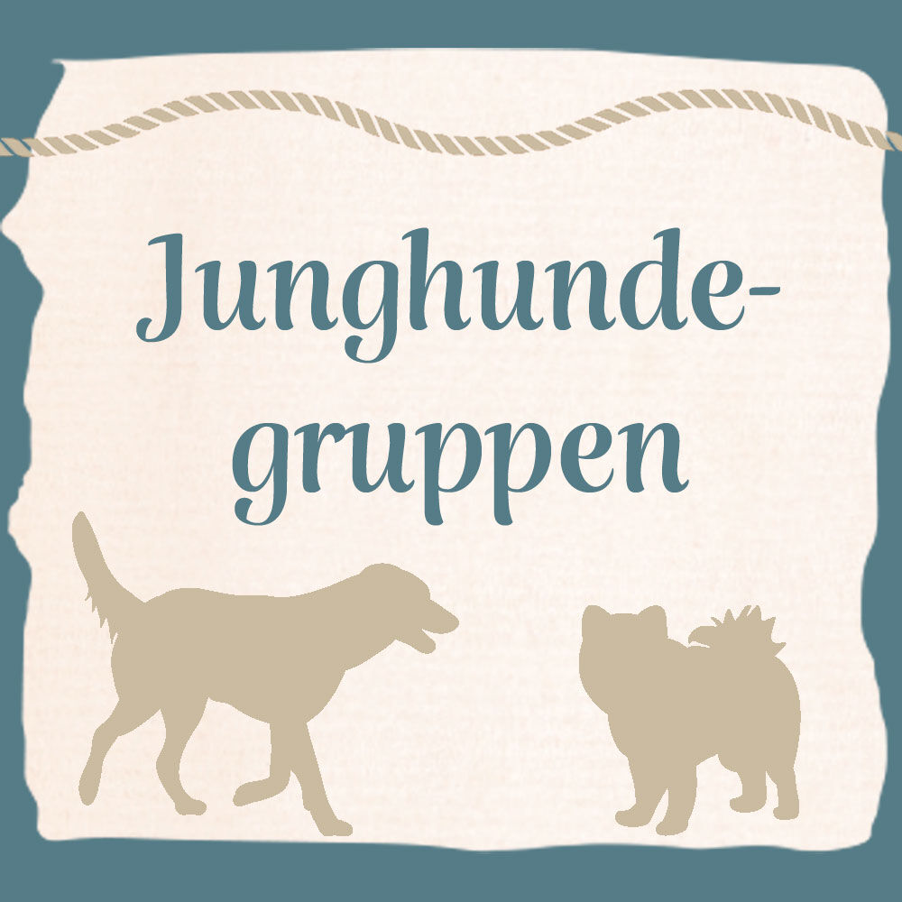 Junghundegruppe - die Jungspunde