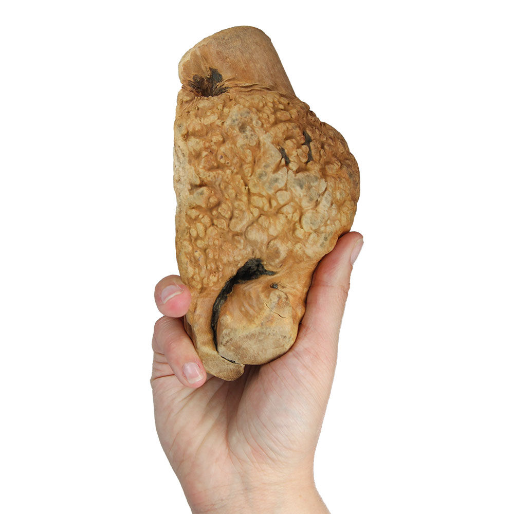 Kauwurzeln - das Dauer-Kauspielzeug