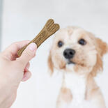 Hunde Kauartikel PlaqueOff Dental Care Bones