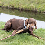 Schecker Hundesnack Ochsenziemer mit Fleischkeule XL