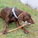 Schecker Hundesnack Ochsenziemer mit Fleischkeule XL
