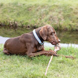 Schecker Hundesnack Ochsenziemer mit Fleischkeule XL