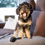ANAH Hunde-Doppelbrste