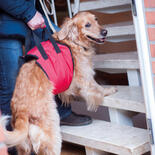 Hunde-Tragehilfe Helping Harness