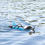 Hunde Schwimmweste SHARKY