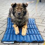 Hunde-Khlliegematte - blau -