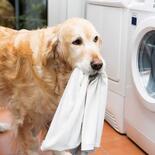 Schecker Spezial-Waschmittel für Hundetextilien