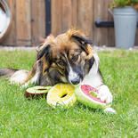 Hundespielzeug Fruity Donut