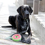 Hundespielzeug Fruity Donut