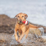 Trixie Hundespielzeug Aqua Toy Snack Boje