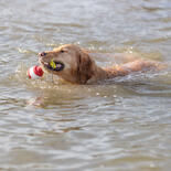 Trixie Hundespielzeug Aqua Toy Snack Boje