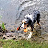 Nobby TPE-Hundespielzeug mit Schlaufe und Ball oder Stick