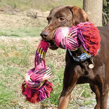 FREEDOG MaxiBone Hunde-Spieltau