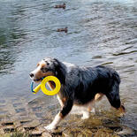 Nobby Hunde-Wasserspielzeug Ring mit Griff