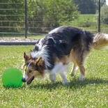 Procyon Treibball