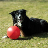 Procyon Treibball
