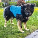 Hunde-Khljacke Light