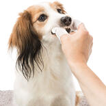 Zahnpflege-Fingerlinge fr Hunde